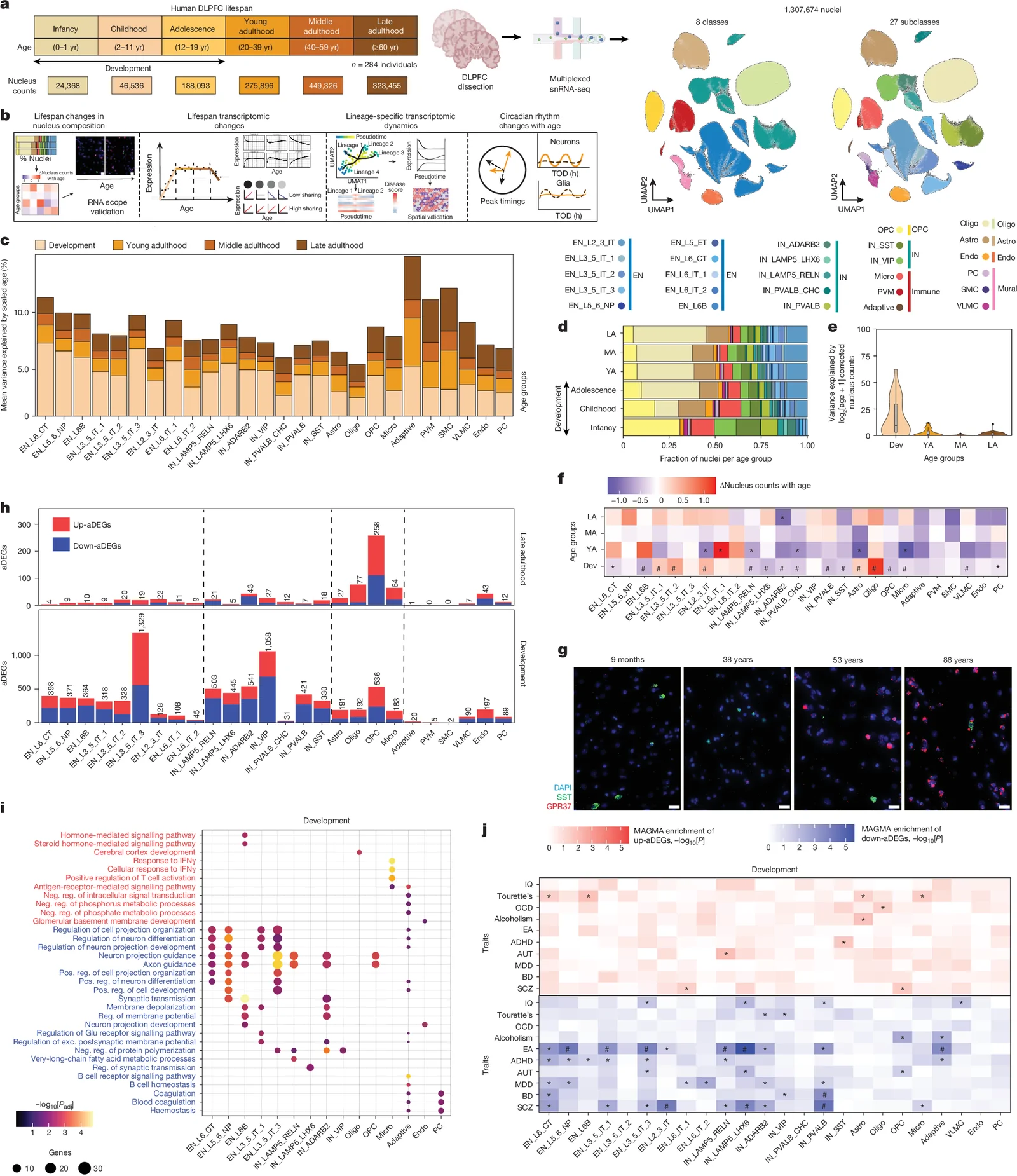 Fig. 1. A single-nucleus transcriptomic atlas of the human DLPFC across the lifespan.