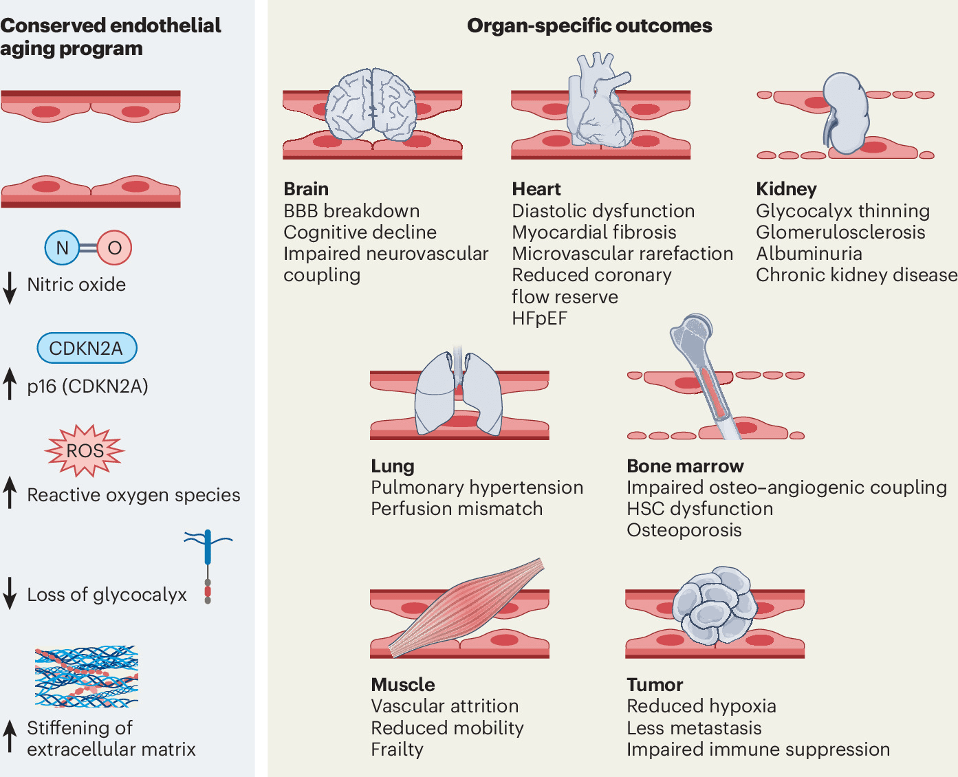Figure 1 from Nature Cardiovascular Research