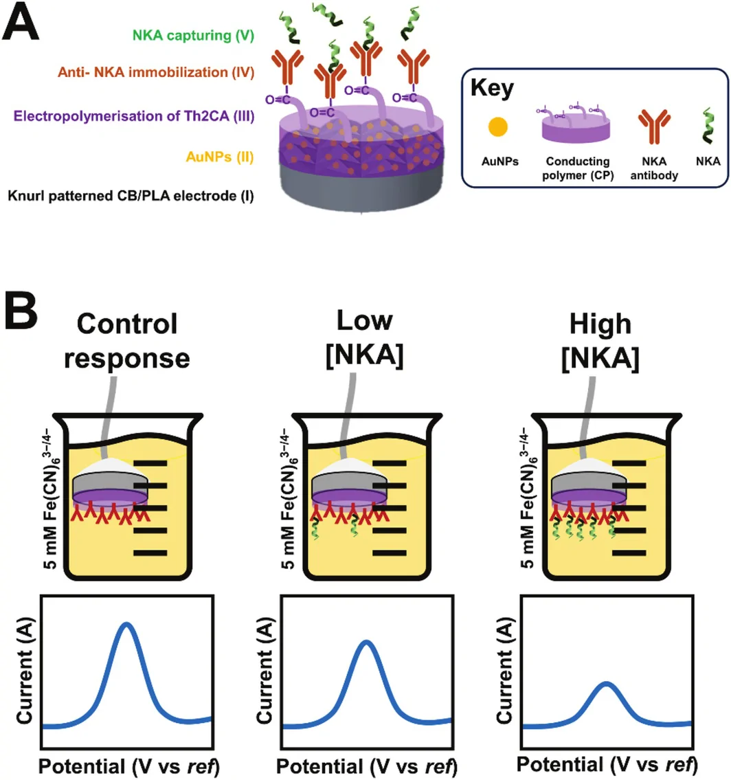 Figure 1. Schematic representation of the step‐by‐step fabrication of the NKA electrochemical immunosensor and how the immunosensor works in the presence of NKA molecules.