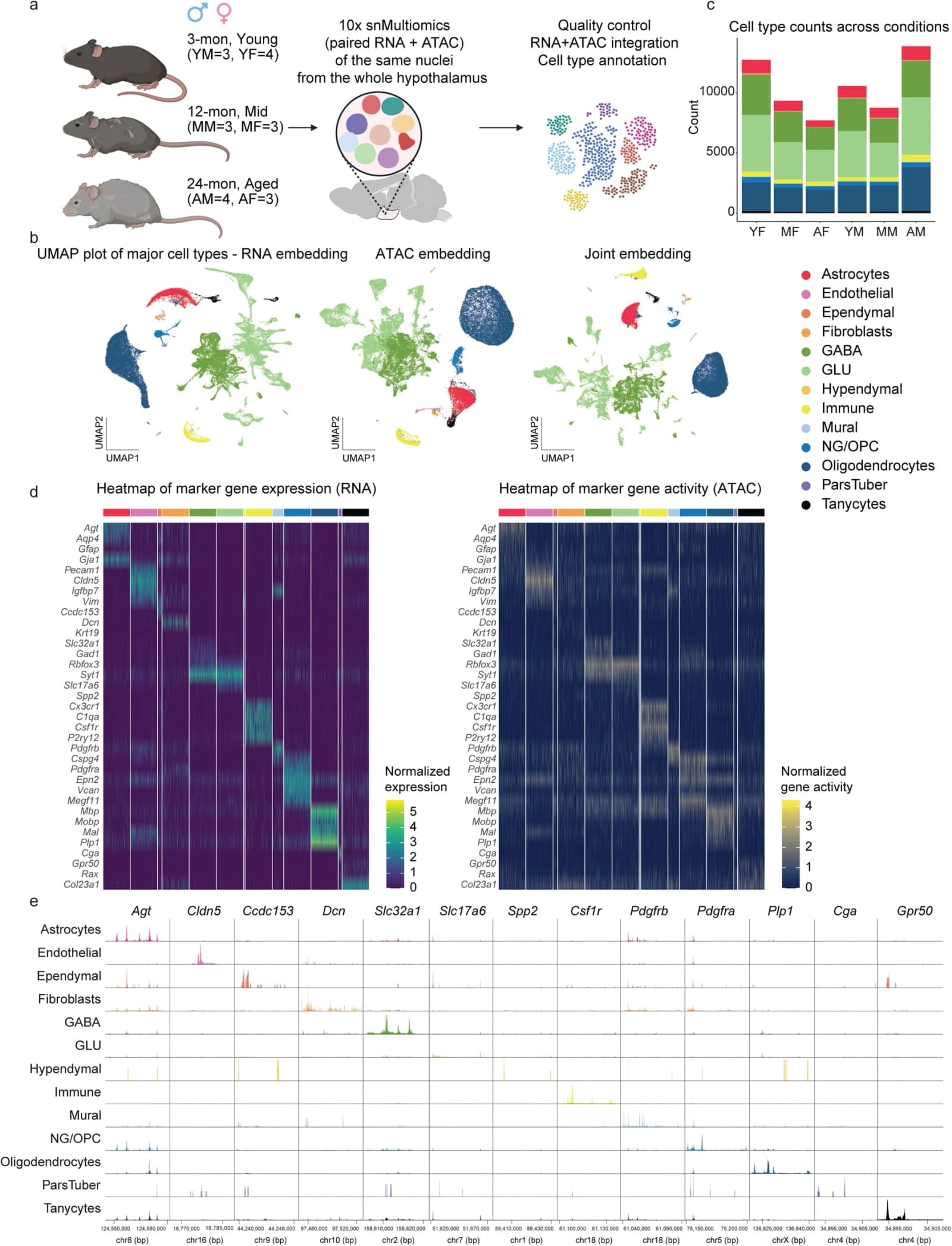 Figure 1. Single-nucleus multi-omics of the aging mouse hypothalamus.