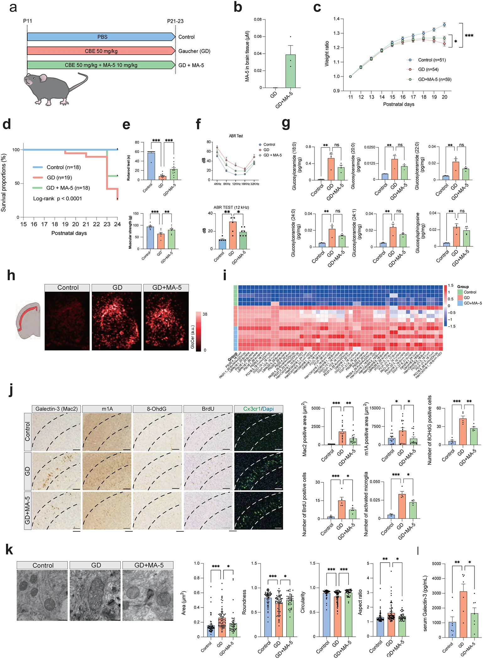 Figure 1. MA-5 ameliorates disease phenotypes and neuroinflammation in GD mice.