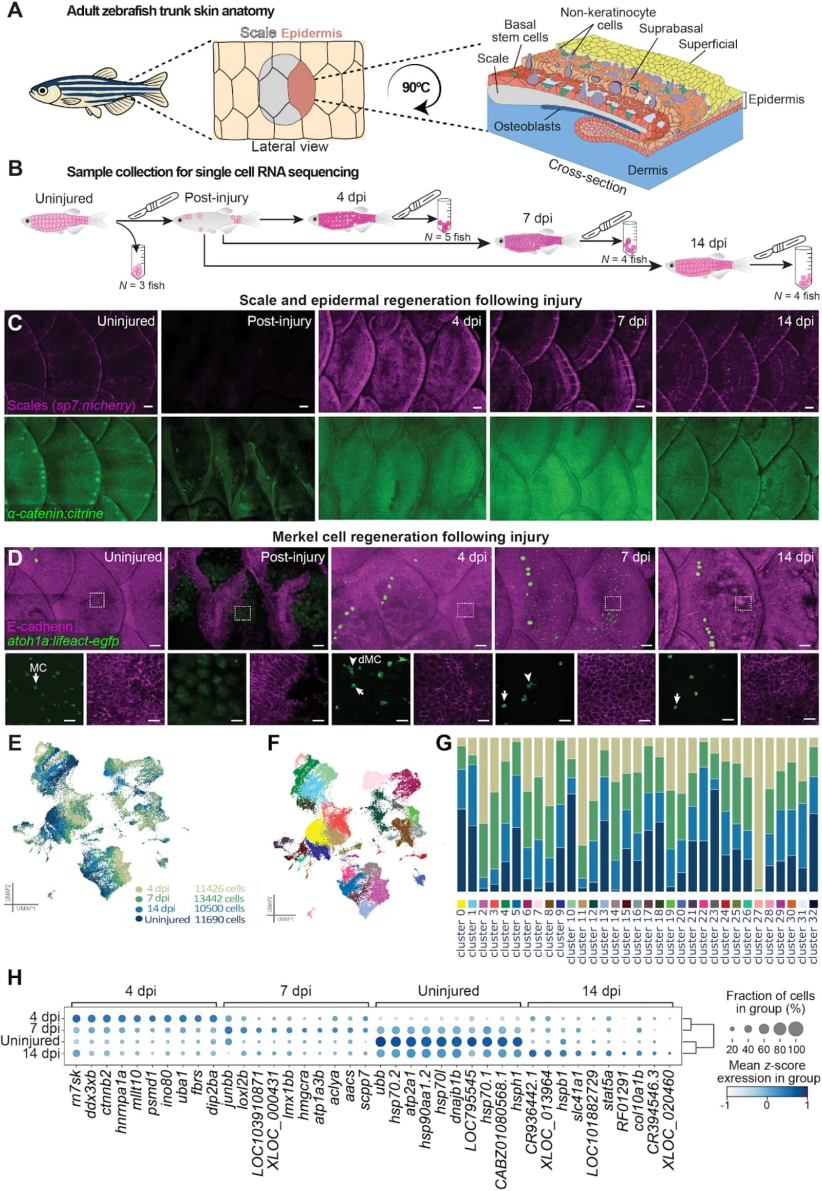 Single-cell RNA sequencing analysis of regenerating skin from adult zebrafish reveals distinct skin cell populations.