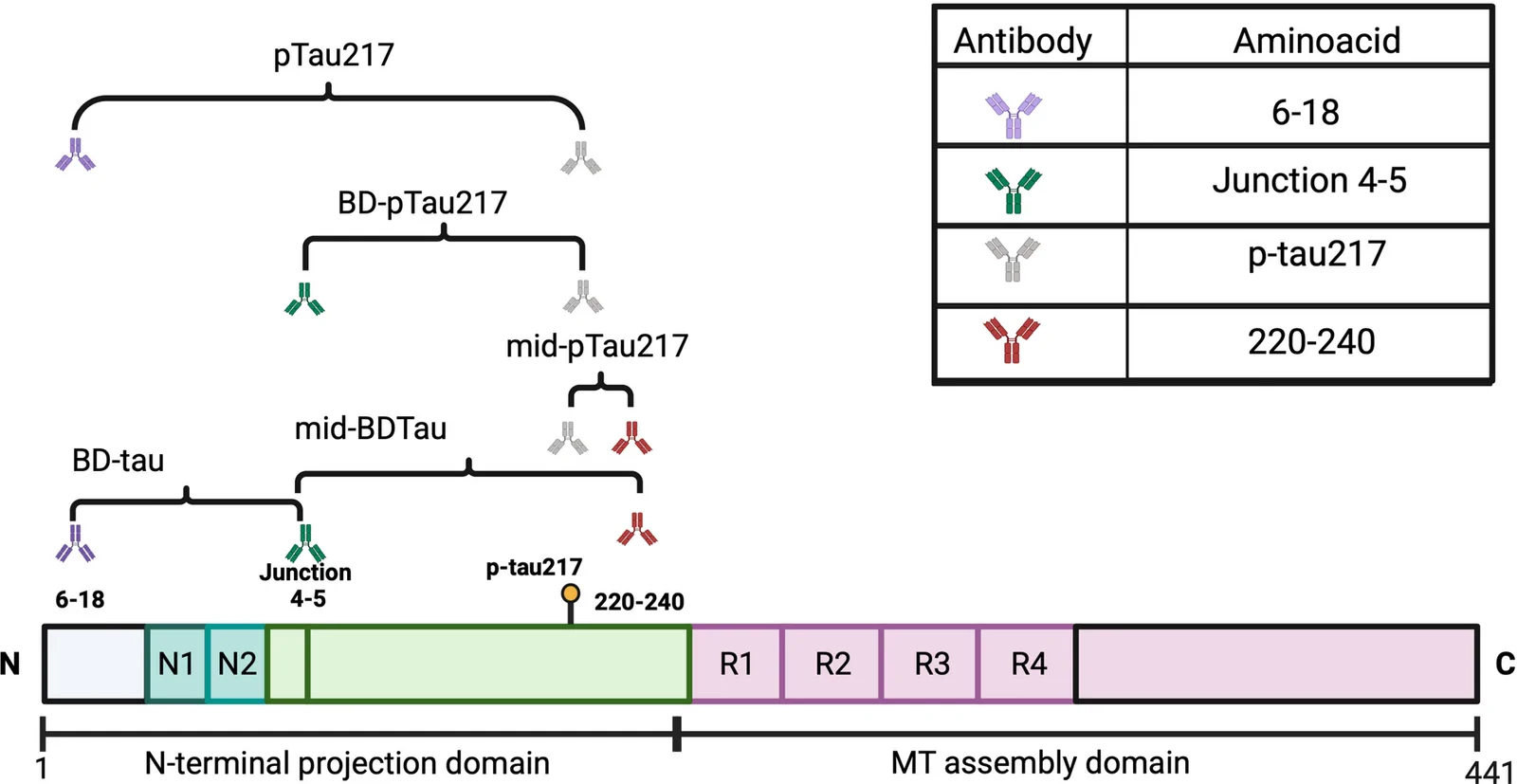 Fig. 1. Schematic of the tau protein (2N4R) showing targeted N-terminal and mid-domain regions.