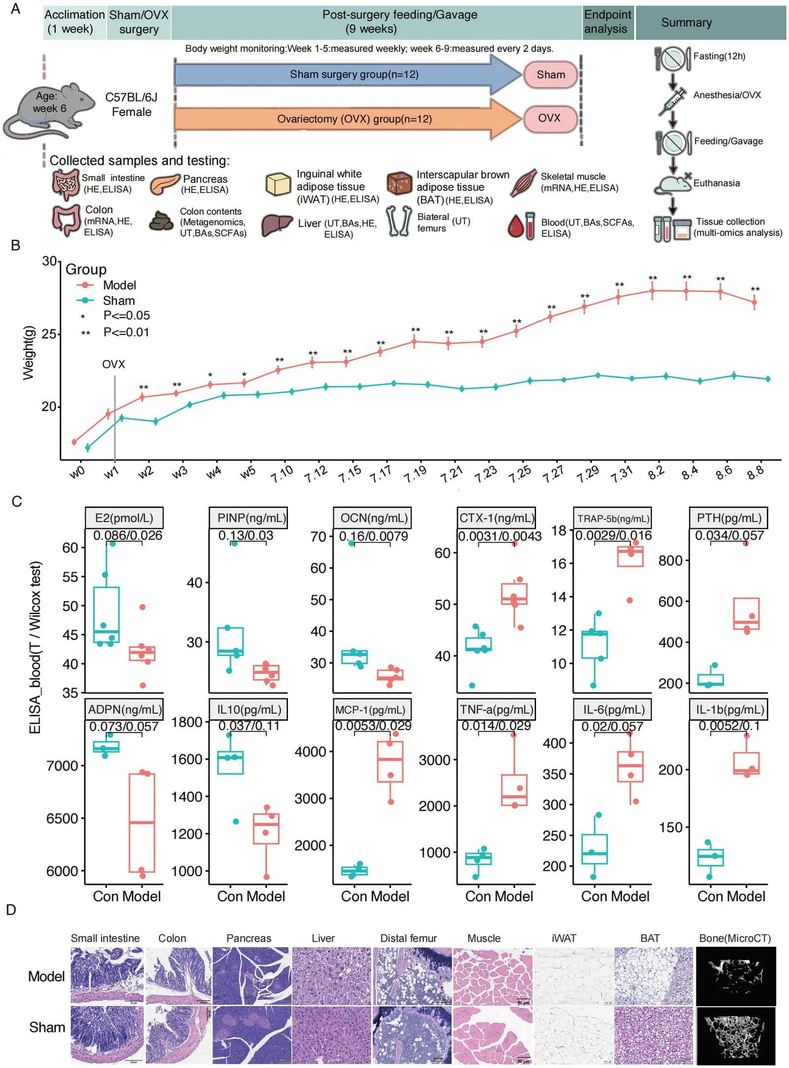 Figure 1. Experimental design, longitudinal body weight, serum biochemical measurements, multitissue histology, and representative femoral microcomputed tomography (micro-CT) findings in Sham and OVX mice.