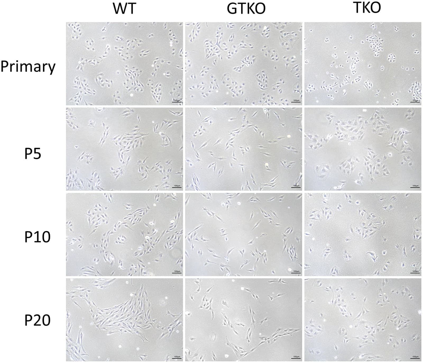 Figure 1. Morphology of WT, GTKO, and TKO pAECs and iPAECs across serial passages.