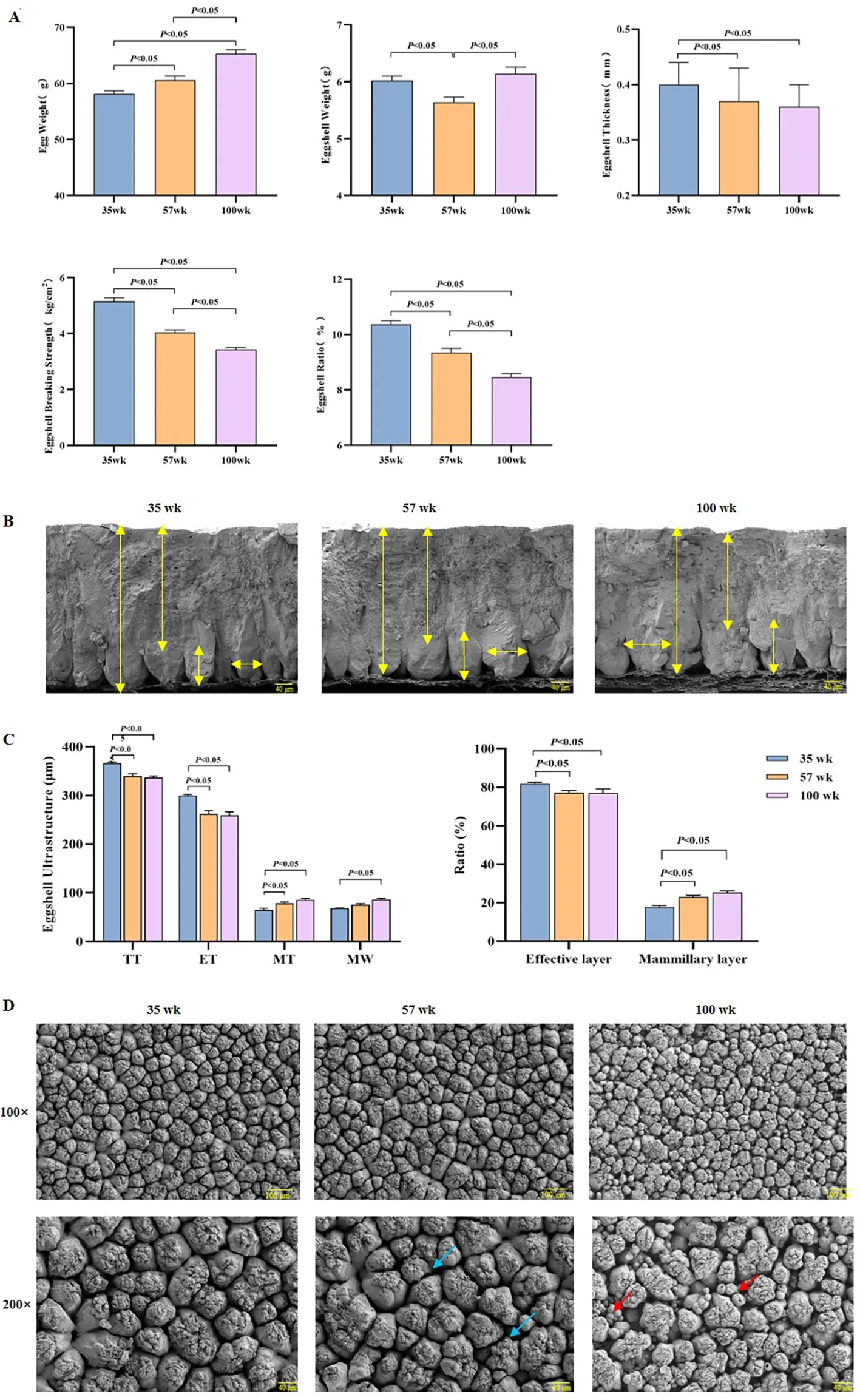 Figure 1. Eggshell mechanical properties and ultrastructure deteriorated with age.
