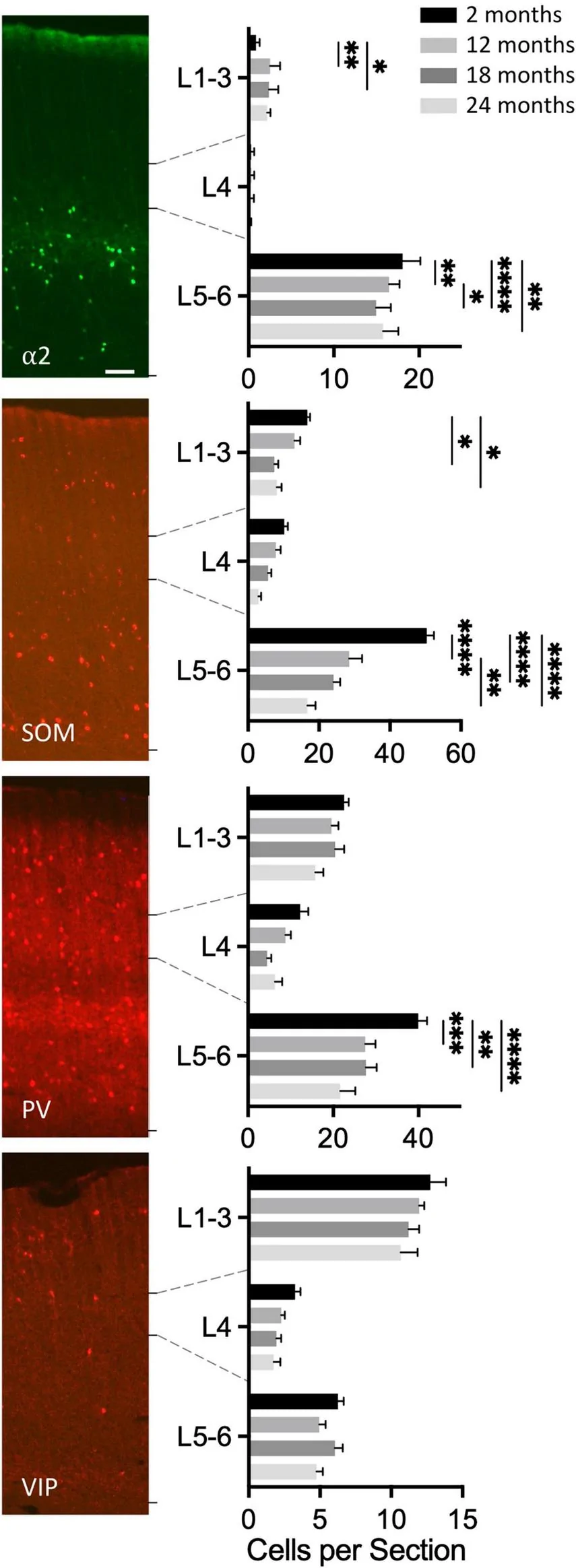 Figure 1. Laminar distribution of interneuron subtypes over 2–24 months age (asterisks reflect post hoc within-layer comparisons: *p < 0.05; **p < 0.002; ***p < 0.0002; ****p < 0.0001).