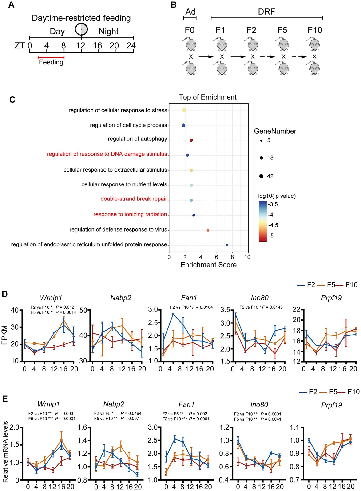 Figure 1. Multigenerational DRF disrupts transcriptional rhythm of DNA repair-associated genes.