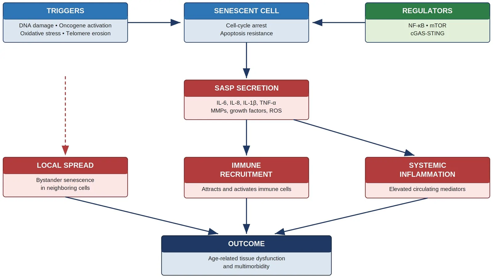 Figure 1. Cellular senescence and the senescence-associated secretory phenotype (SASP) drive local and systemic inflammaging.