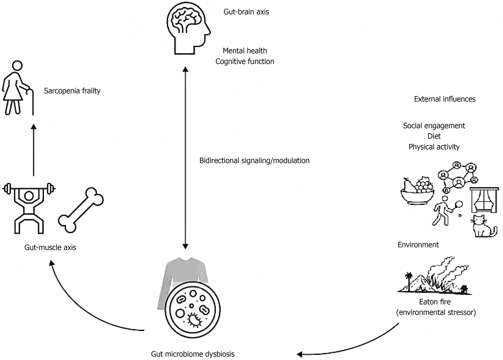 Figure 1. Gut microbiome interaction model with gut-brain and gut-muscle axes, and additional external influences.
