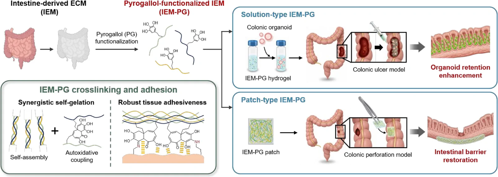Graphical abstract from Bioactive Materials