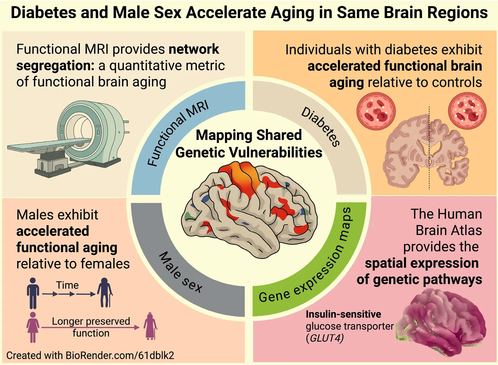Graphical abstract from Brain Communications