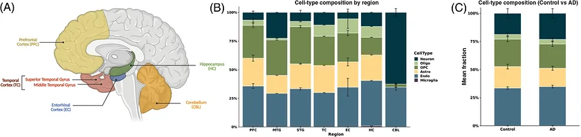 Figure 1. Overview of brain regions and cell types used in the study.