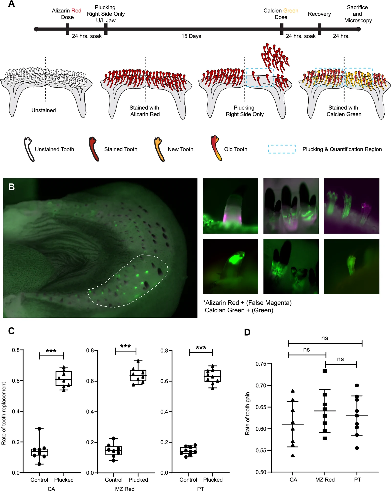 Figure 1. Tooth replacement is accelerated after plucking in cichlid species with divergent dentitions.
