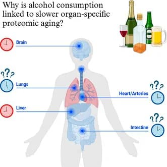 Graphical abstract from Aging Cell