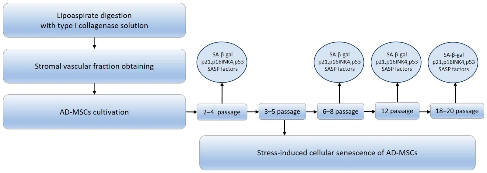 Figure 1. Scheme of isolation and cultivation of AD-MSCs.