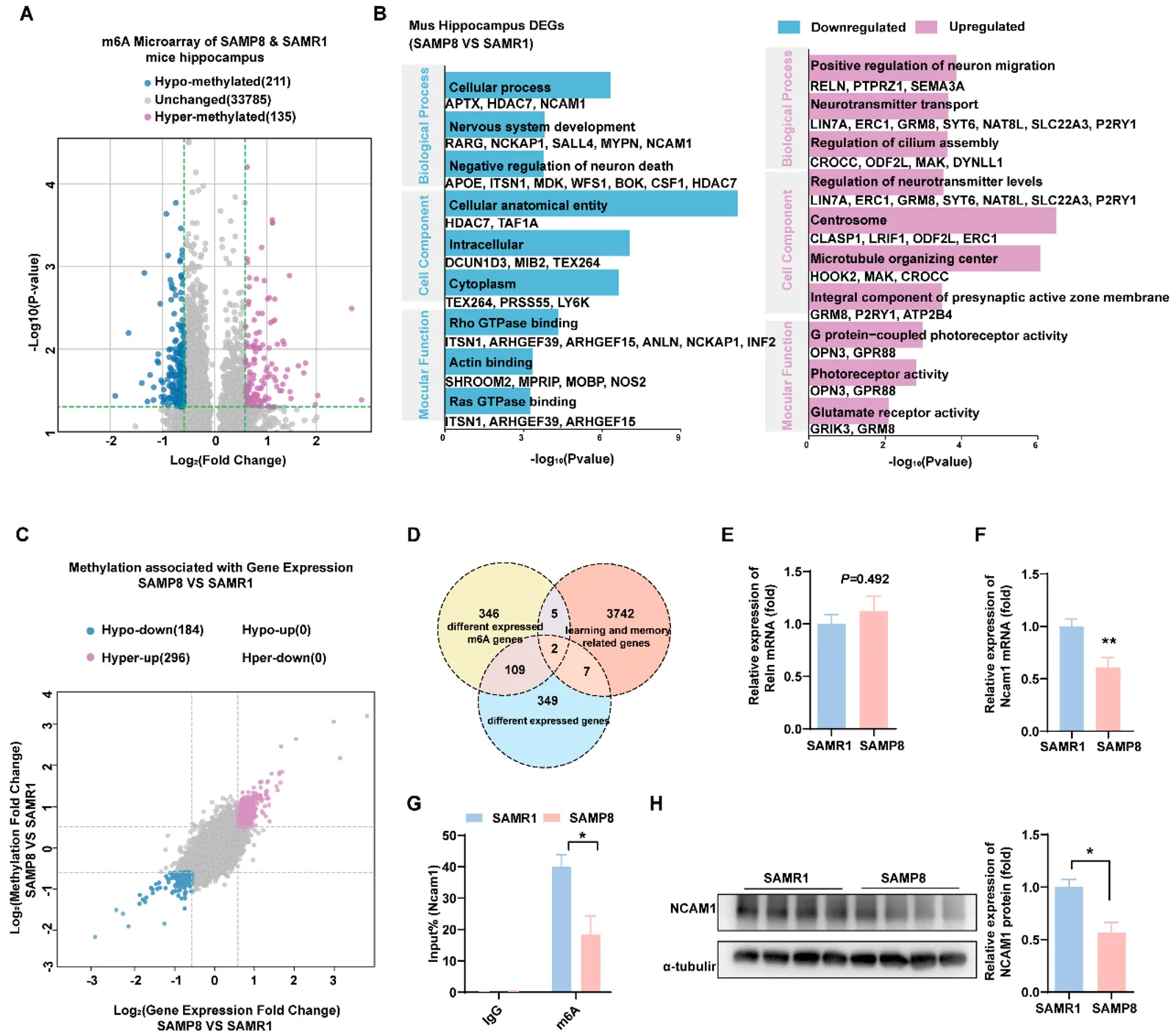 Figure 1. The integrated analysis of transcriptomic and epitranscriptomic data reveals a downregulation of Ncam1 within the hippocampus of SAMP8 mice: (A) Volcano plots of the different expressed m6A-modified…