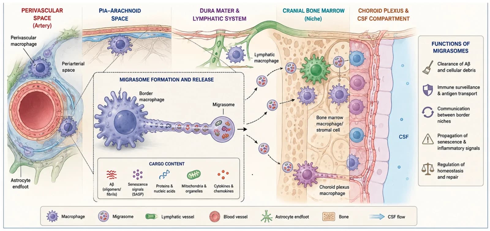 Figure 1. Pathology-focused model of border-associated macrophage (BAM)-derived migrasomes within the brain-border network.