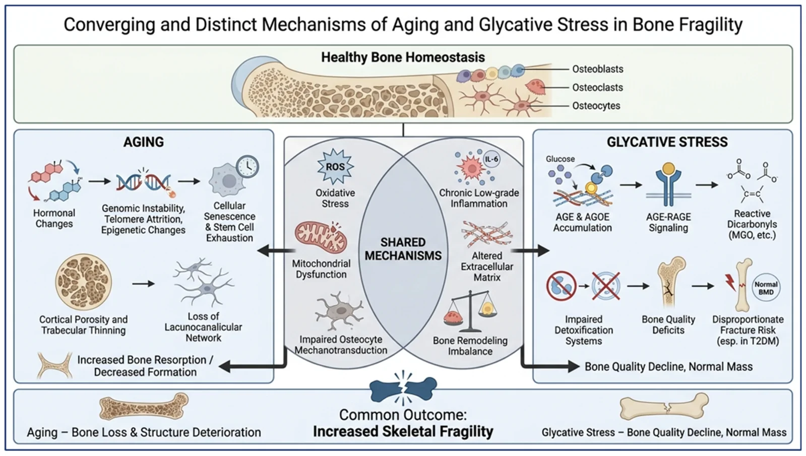 Figure 1. Overview of convergent and divergent mechanisms linking aging and glycative stress to skeletal fragility.