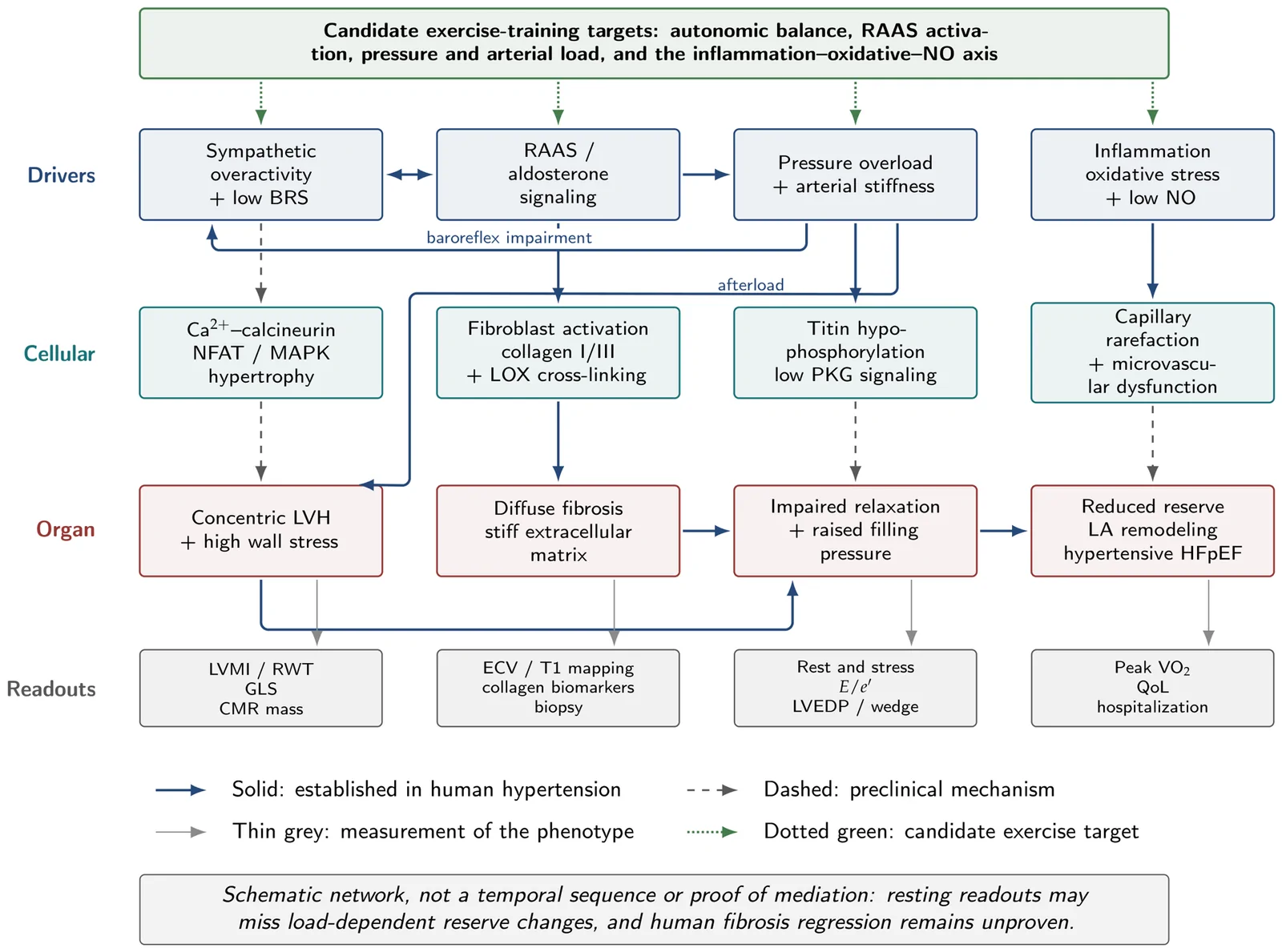 Figure 1. Mechanistic network of HHD and candidate exercise-training targets.