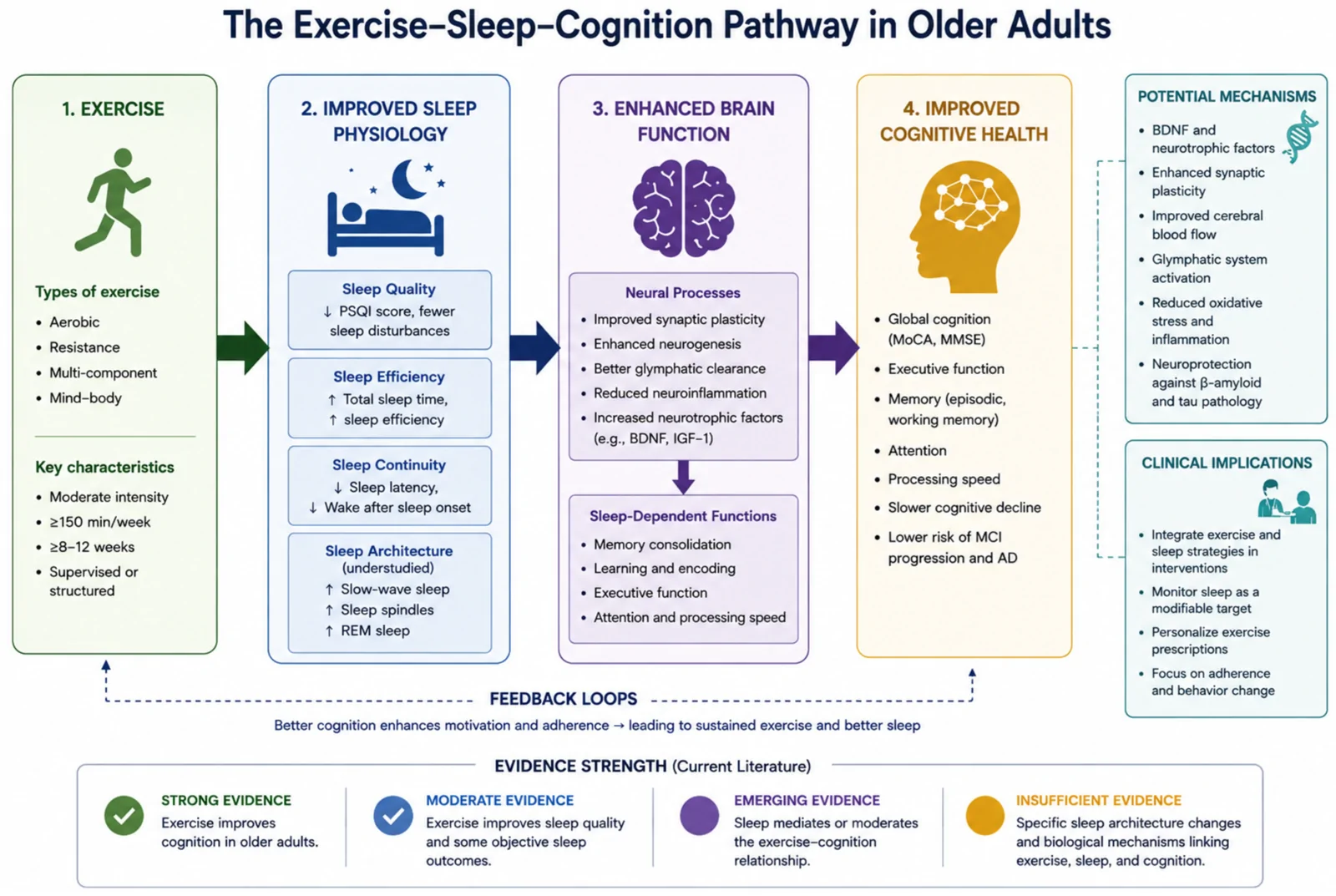Figure 1. Conceptual framework illustrates the potential relationships among physical exercise, sleep physiology, brain function, and cognitive health in older adults.