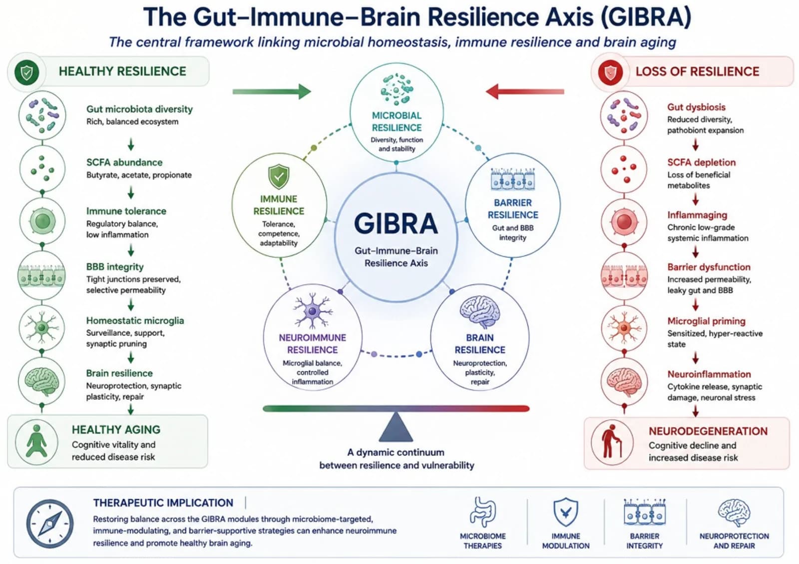 Figure 1. The Gut–Immune–Brain Resilience Axis (GIBRA): a conceptual framework linking microbial homeostasis, immune resilience, barrier integrity, and brain resilience during aging.
