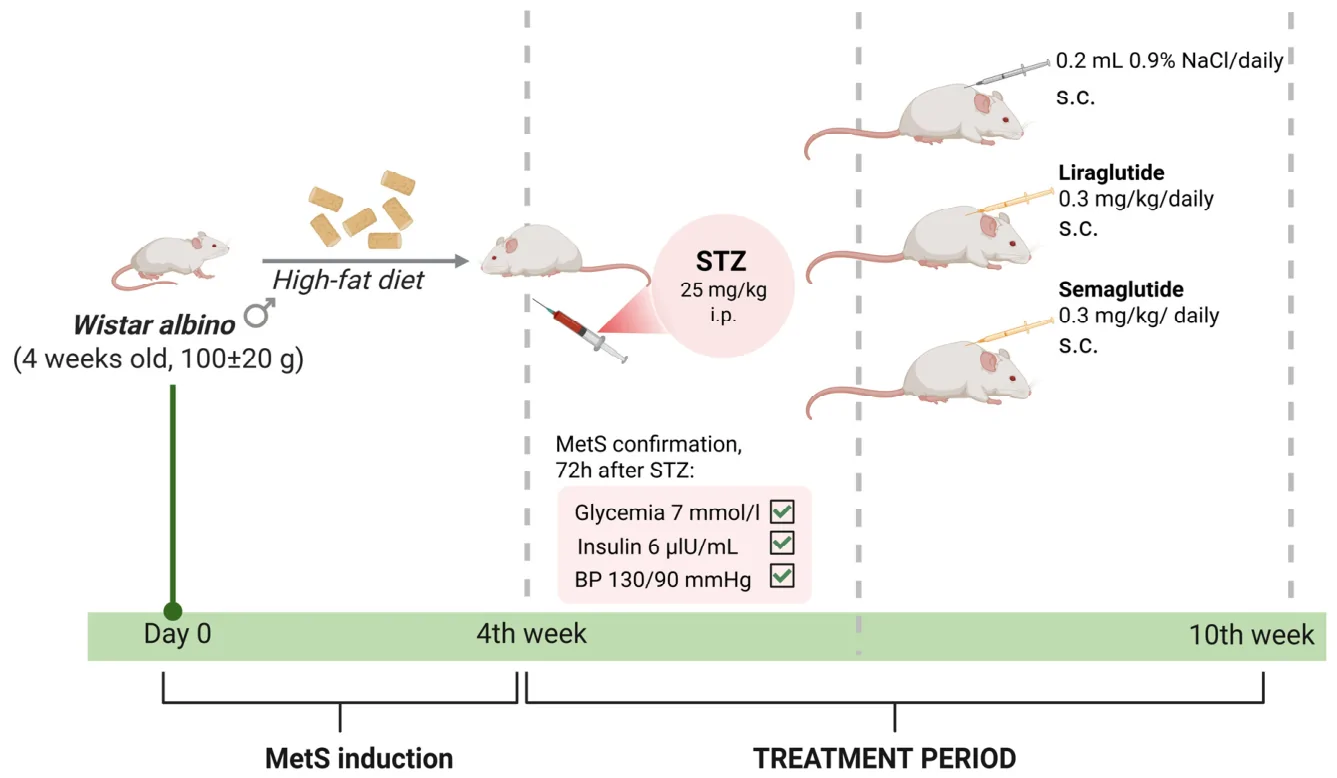 Figure 1. Schematic representation of experimental protocol design.