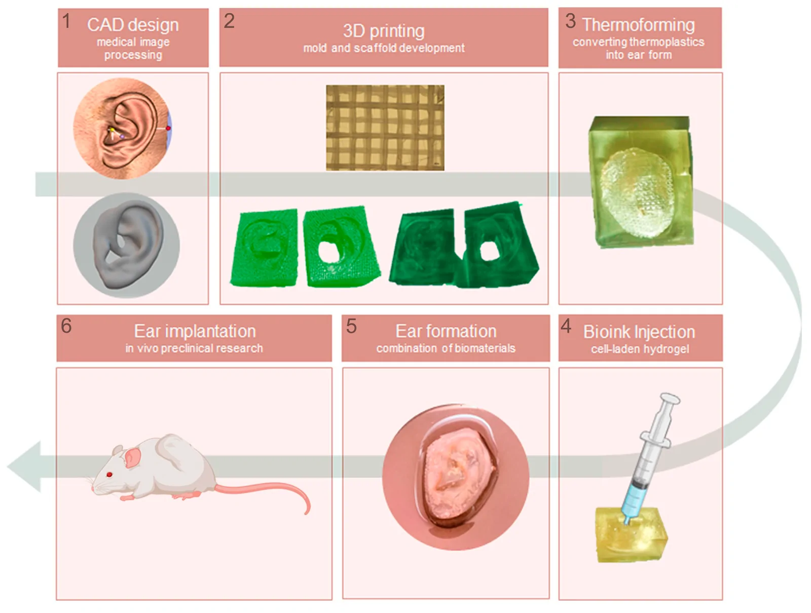 Figure 1. Schematic illustration of the steps to create the thermoformed ear-shaped scaffolds and implant them in vivo.