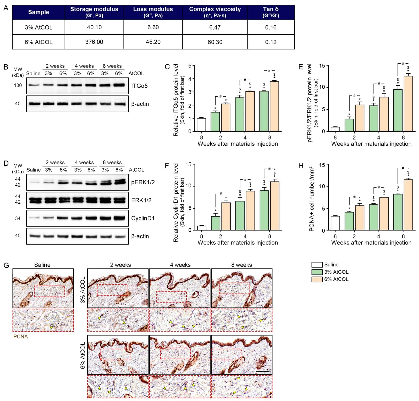 Figure 1. AtCOL promotes fibroblast proliferation in aged skin through activation of the ITGα5–ERK signaling pathway.