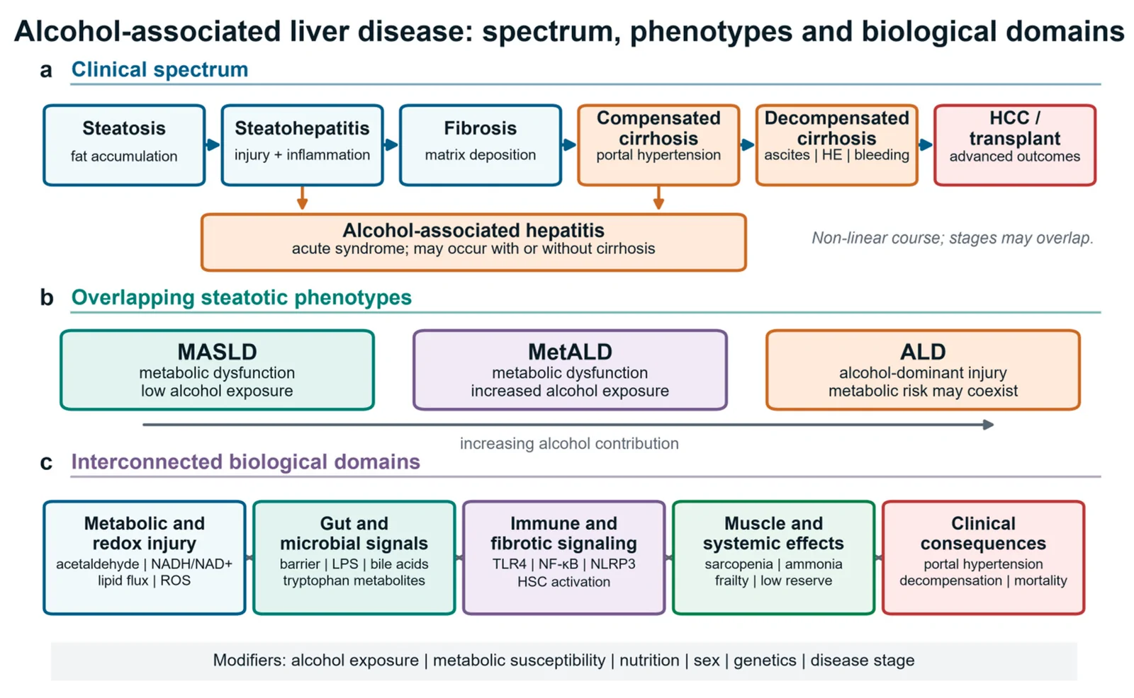 Figure 1. (a) The non-linear clinical spectrum extends from steatosis to advanced outcomes; alcohol-associated hepatitis may occur with or without cirrhosis.