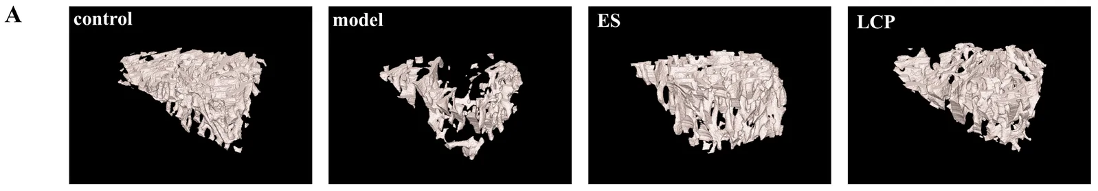 Figure 1. LCP attenuated deterioration of tibial trabecular bone microarchitecture in leuprorelin-induced estrogen-deficient mice: (A) Representative 3D micro-CT images of tibial trabecular bone.