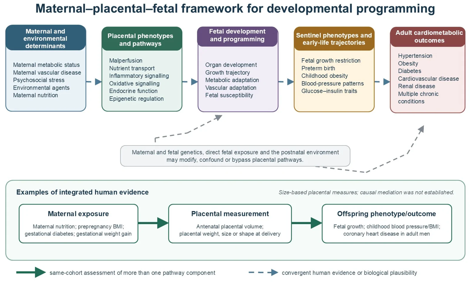 Figure 1. Maternal–placental–fetal framework for developmental programming.