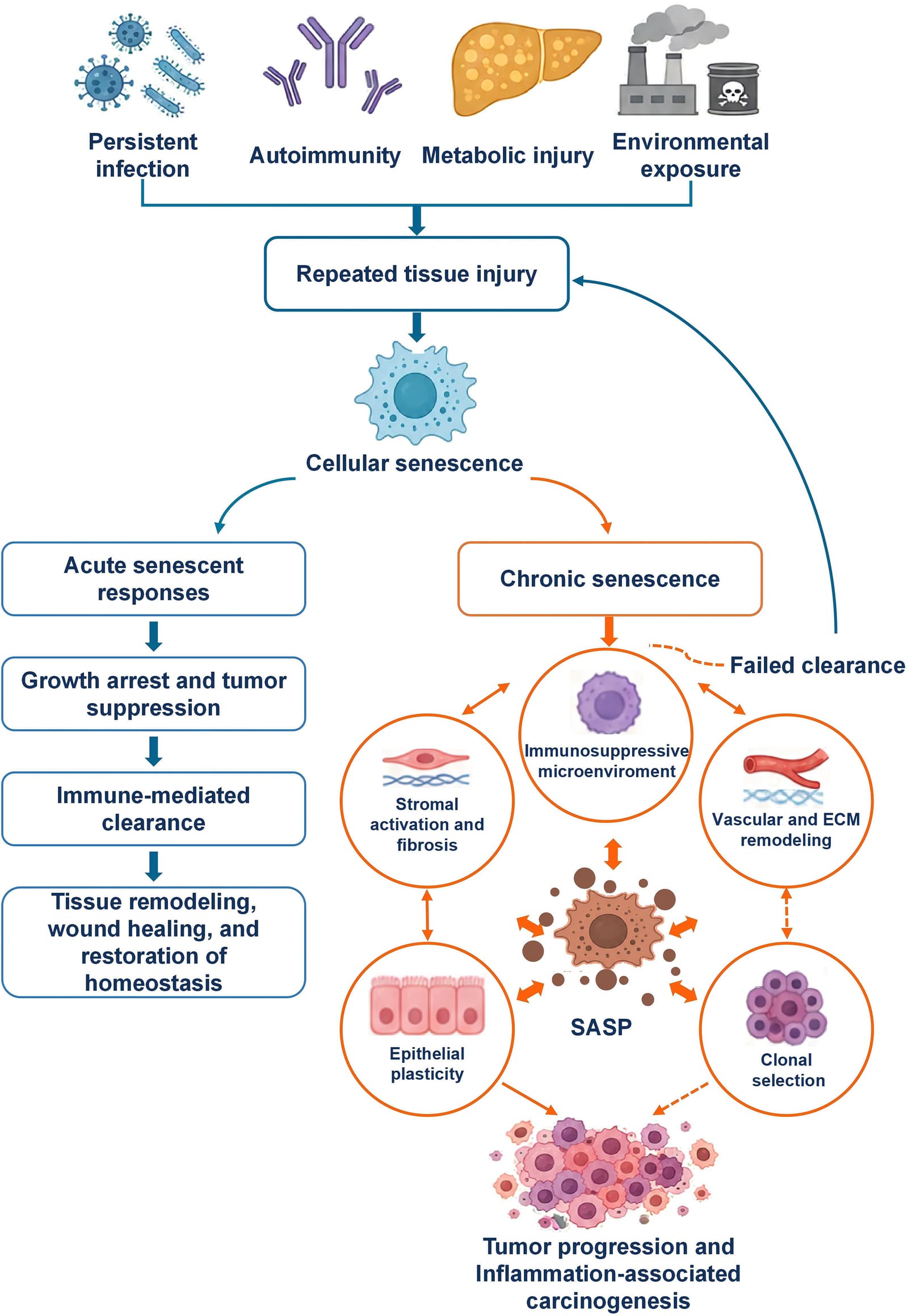 Figure 1 from Cancer Genetics