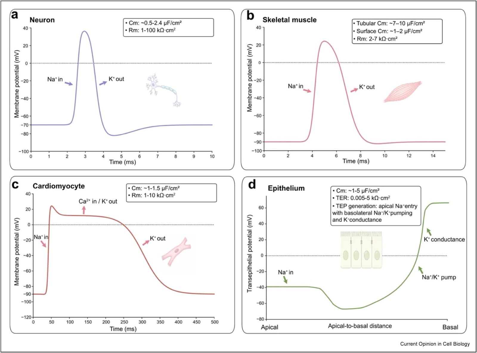 Figure 1 from Current Opinion in Cell Biology