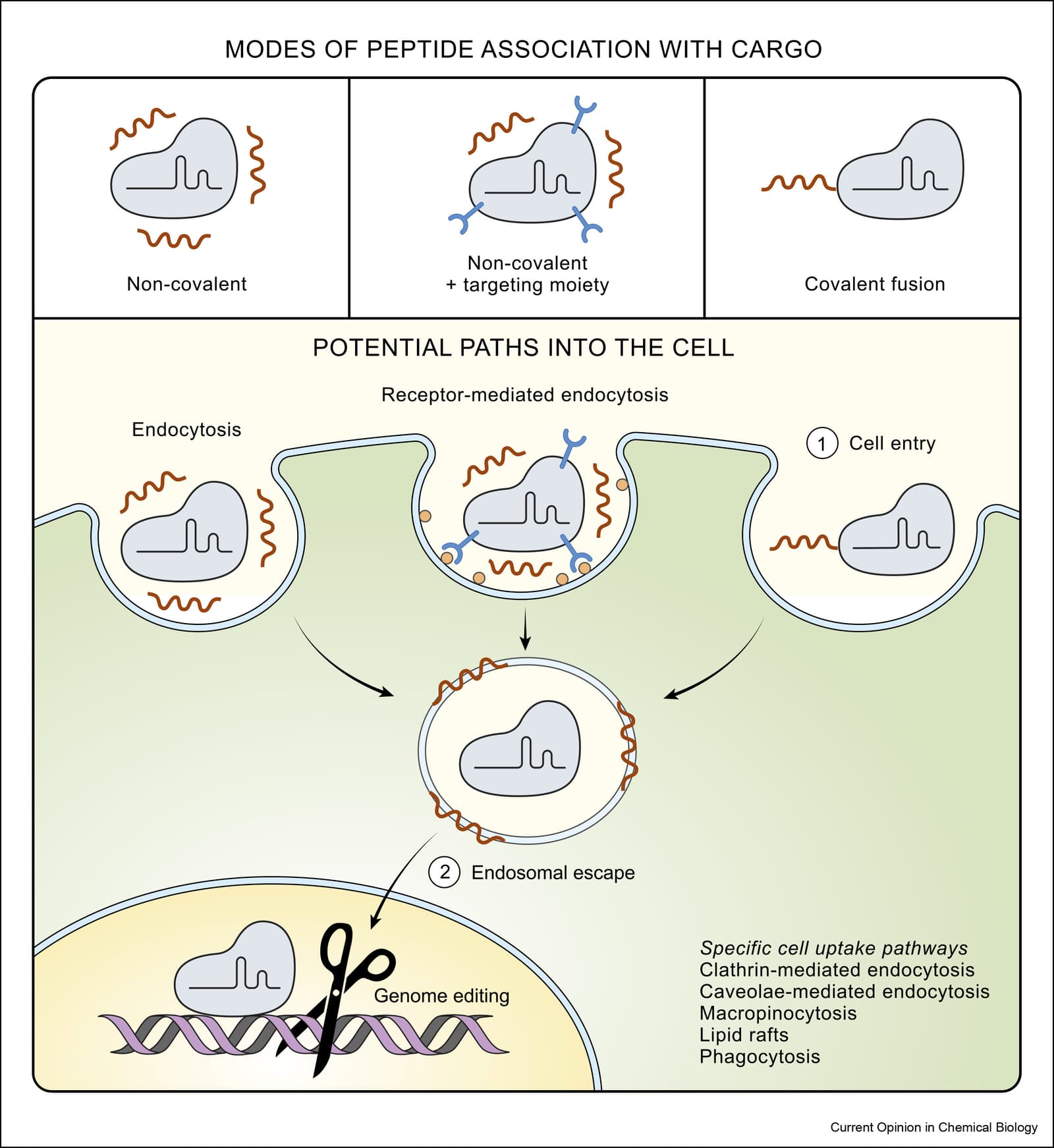 Figure 1 from Current Opinion in Chemical Biology