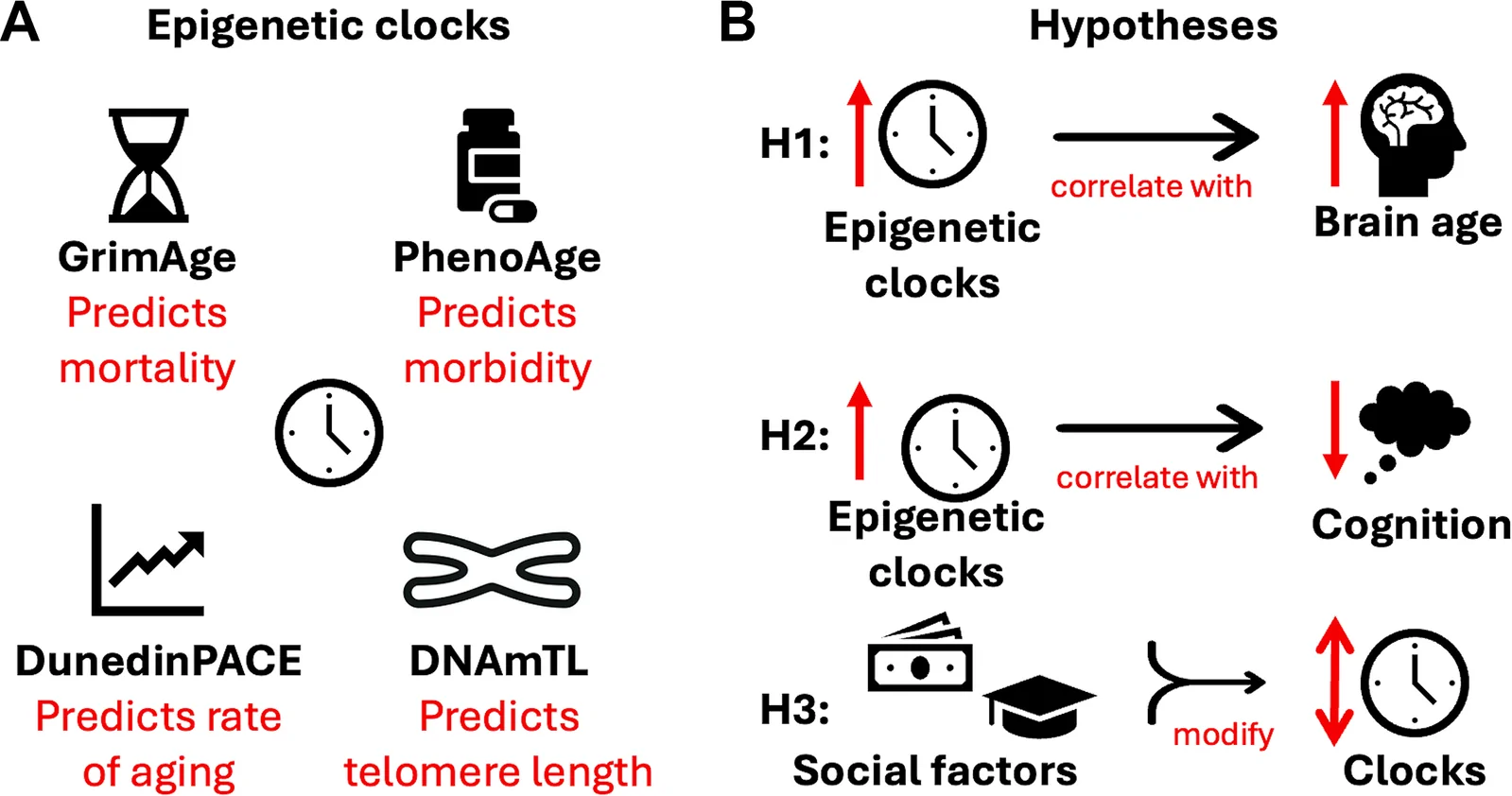 Fig. 1. (A) DNA methylation (DNAm) clocks and their functional tunings.