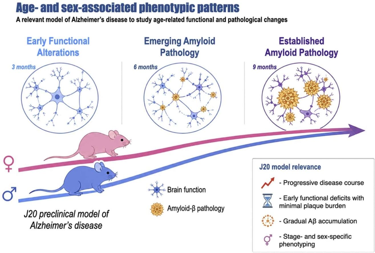 Graphical abstract from Behavioural Brain Research
