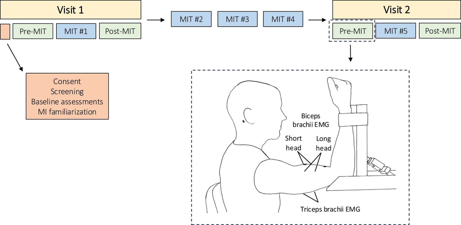 Figure 1 from Behavioural Brain Research