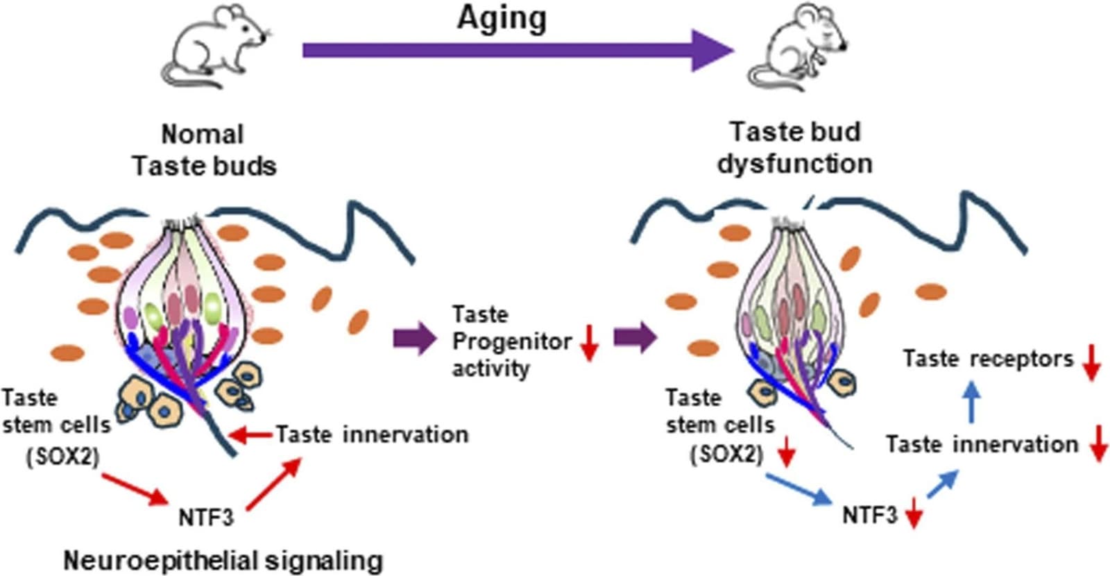 Graphical abstract from Mechanisms of Ageing and Development