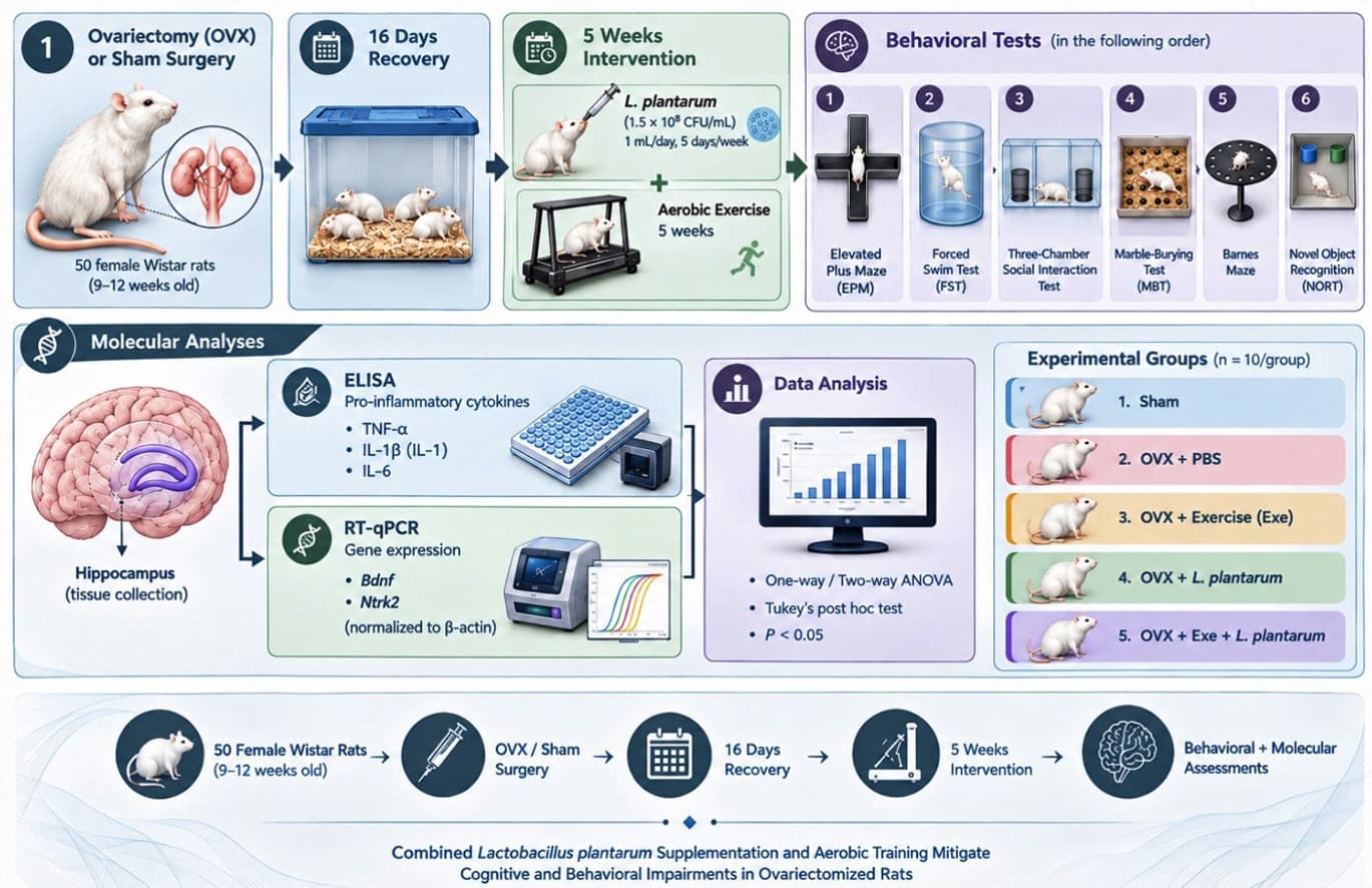 Graphical abstract from Physiology & Behavior