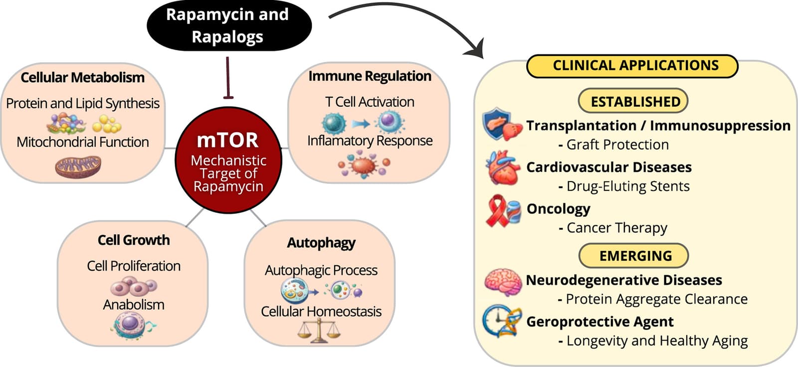 Graphical abstract