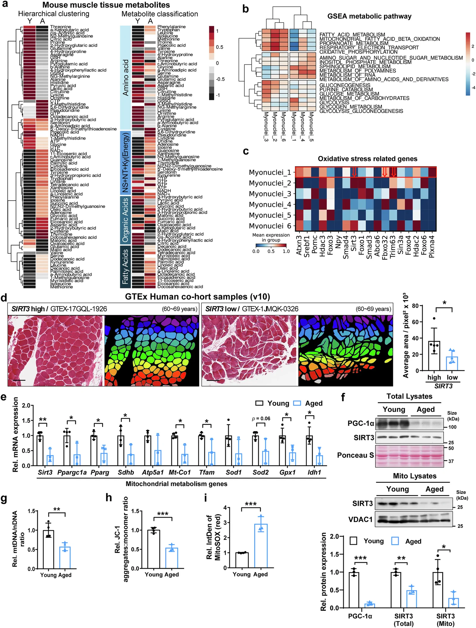 Muscle aging is associated with metabolic disturbances, mitochondrial dysfunction, and a decrease in the activity of the SIRT3/PGC-1α pathway.