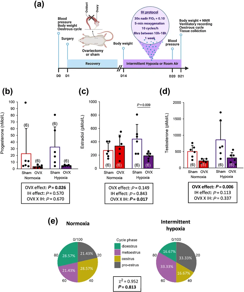 Figure 1. Validation of ovariectomy (OVX) and effects of intermittent hypoxia (IH) on sex‐steroid profile and oestrous cycle.