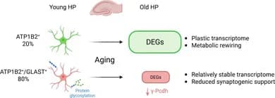 Graphical abstract from Glia