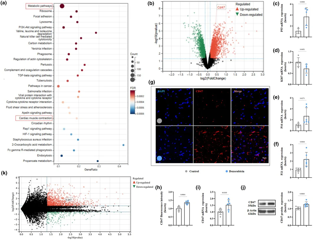 Figure 1. CD47 expression in the aged rat hearts from the GEO database and quantification by q‐PCR and western‐blotting assays in aged mouse hearts.