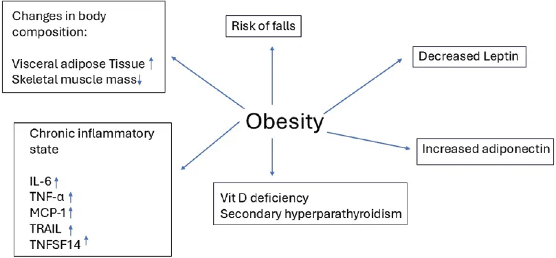 Figure 1. Multiprong pathogenic mechanisms that lead to increased fragility features in patients with obesity
