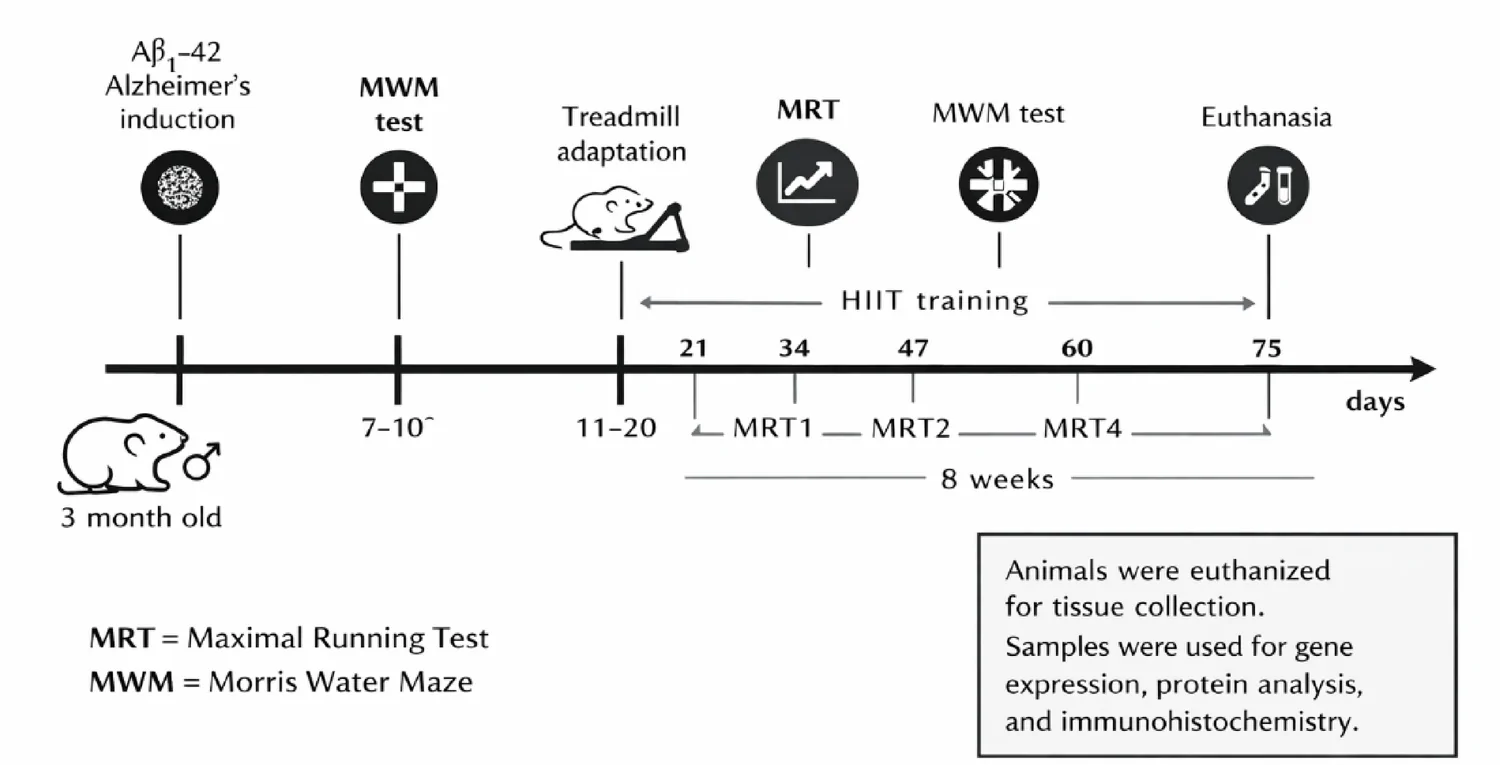 Fig. 1. Experimental timeline of the HIIT protocol in a β-amyloid-induced Alzheimer’s model.