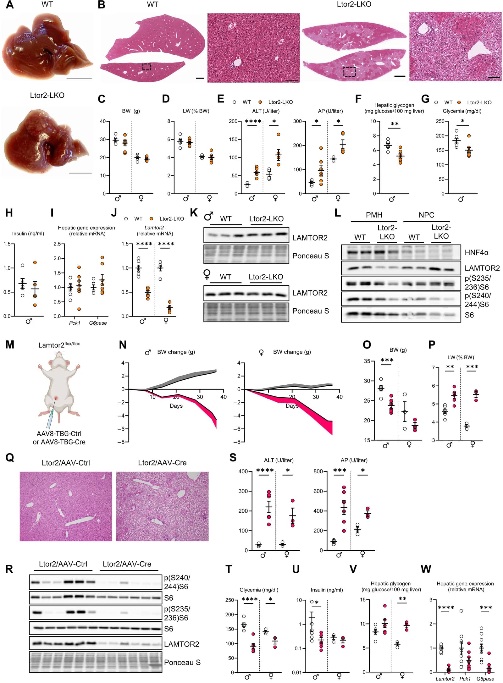 Fig. 1. Lamtor2 maintains structural and functional integrity of the liver.