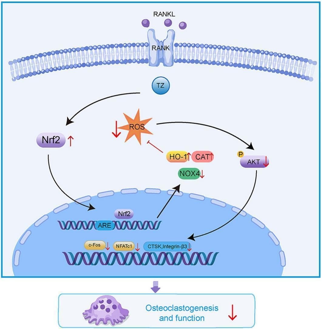 Graphical abstract