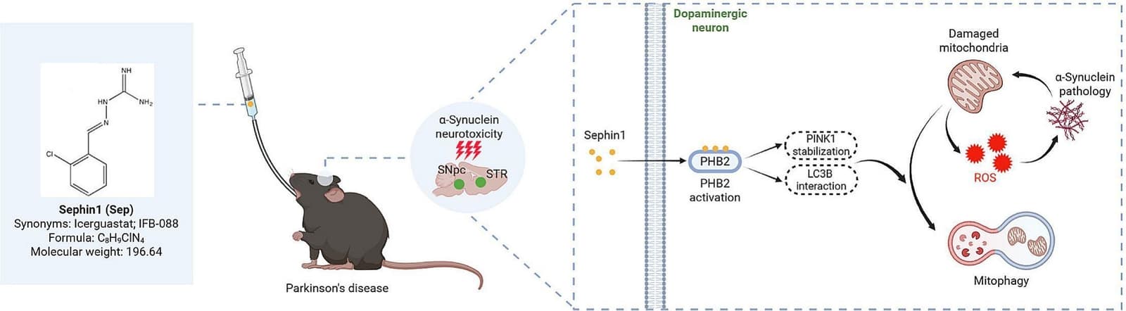 Graphical abstract from Biochemical Pharmacology